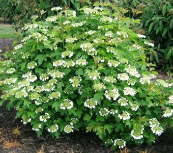 Калина обыкновенная Компактум (Viburnum opulus Compactum)