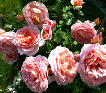 РОЗА НА ШТАМБЕ Abraham Darby  (Абрахам Дерби)