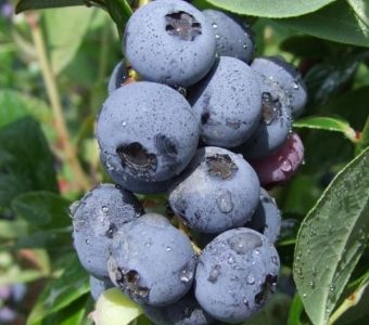 Голубика высокорослая Голдтраубе (Vaccinium corymbosum Goldtraube)