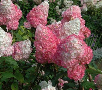 Гортензия метельчатая Vanille Fraise  (Ванила Фрейз) C7.5