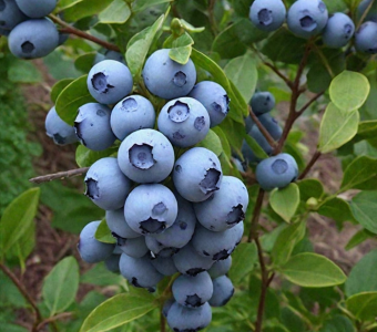 Голубика высокорослая Чендлер (Vaccinium corymbosum Chandler)