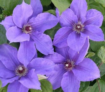 КЛЕМАТИС  Hybrida Sieboldii ("Гибрид Зибольда")