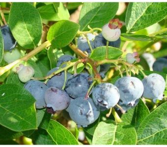 Голубика Блюджей (Vaccinium corymbosum Bluejay)