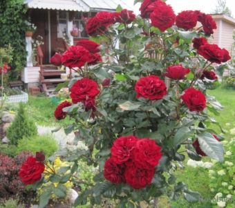 РОЗА НА ШТАМБЕ " Lavaglut" (Лаваглут)
