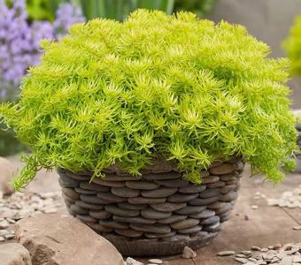 Седум отогнутый "Лемон Бол" (Sedum Lemon Ball)
